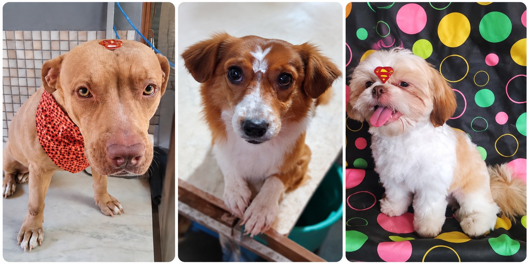 Animais atendidos pelo Banho e Tosa Jaques